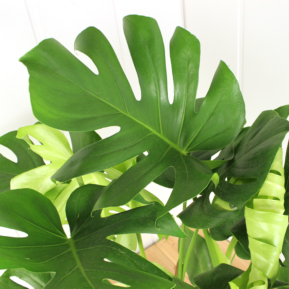 送料無料】【生花/鉢】モンステラ 8号鉢 ※届日限定:予約10日前 ※北海道