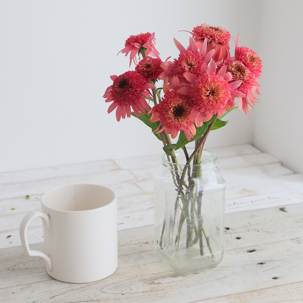 08直前!FJ】エキナセア ラズベリートリュフ(ピンク)30cm みなみ信州