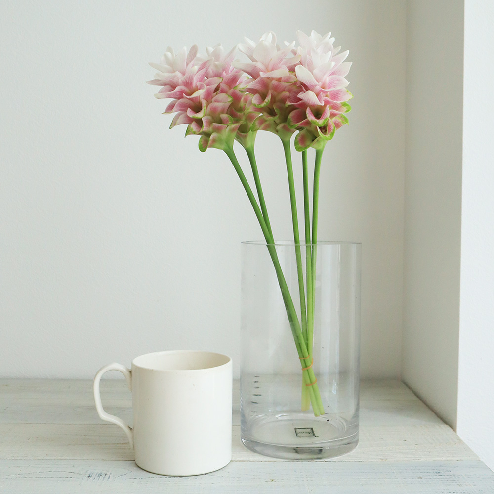 直前!】クルクマ チェリープリンセスデーン(ピンク白小輪系) 3-40cm