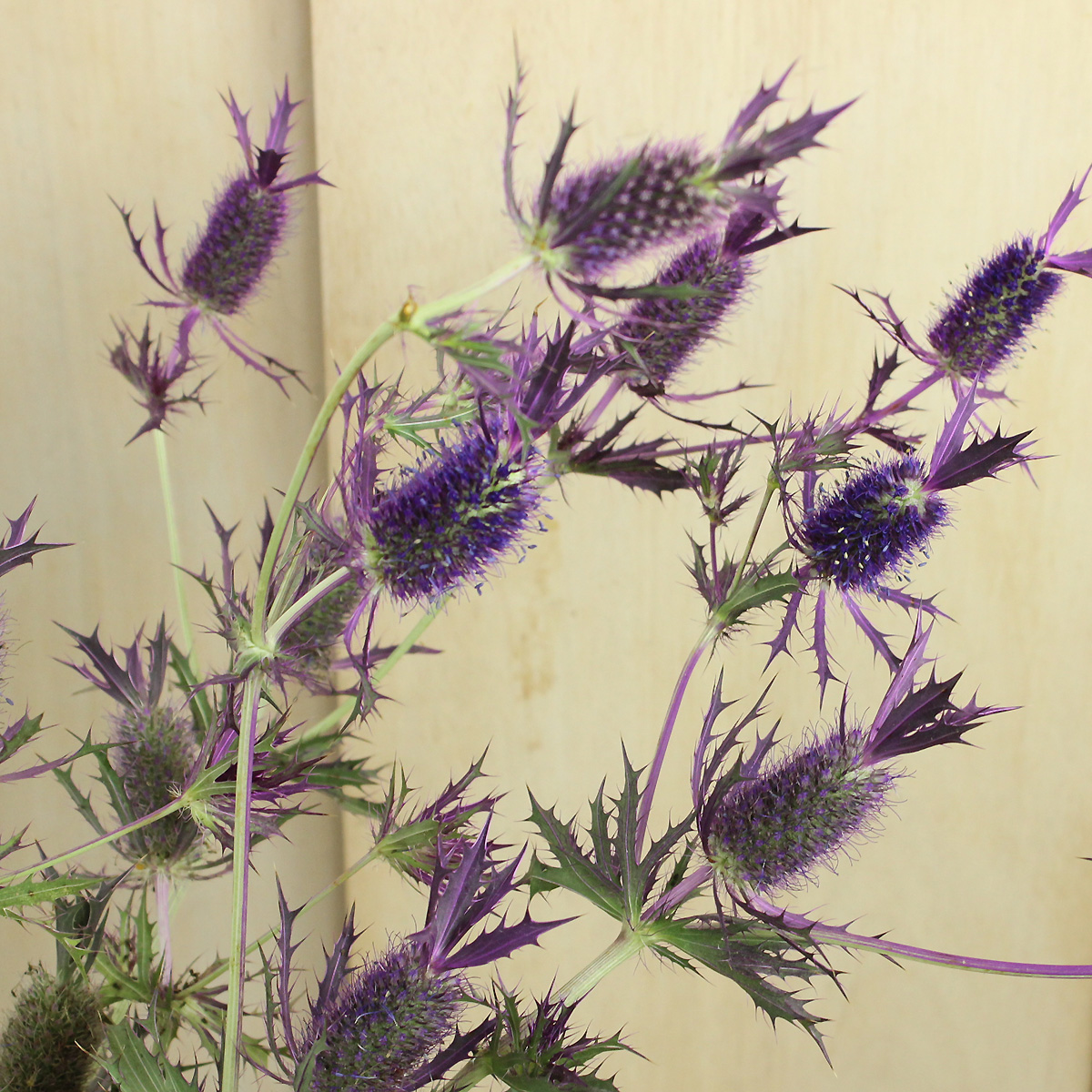 生花】エリンジューム リーベンウォルシー(パープル)Mサイズ北空知