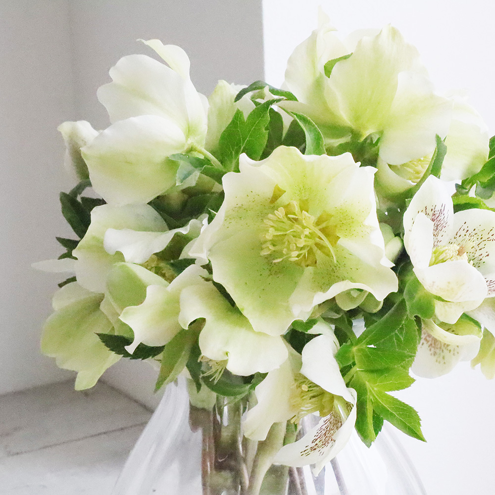 生花】クリスマスローズ(白〜緑系)六合村【OT】※商品説明必ずお読み