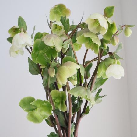 生花】クリスマスローズ マグニフィセントベル 30cm〔グリーン系 小輪