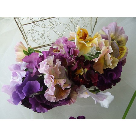 生花】【ボリューム割引】切花パンジー ムーランフリルベーシックMIX