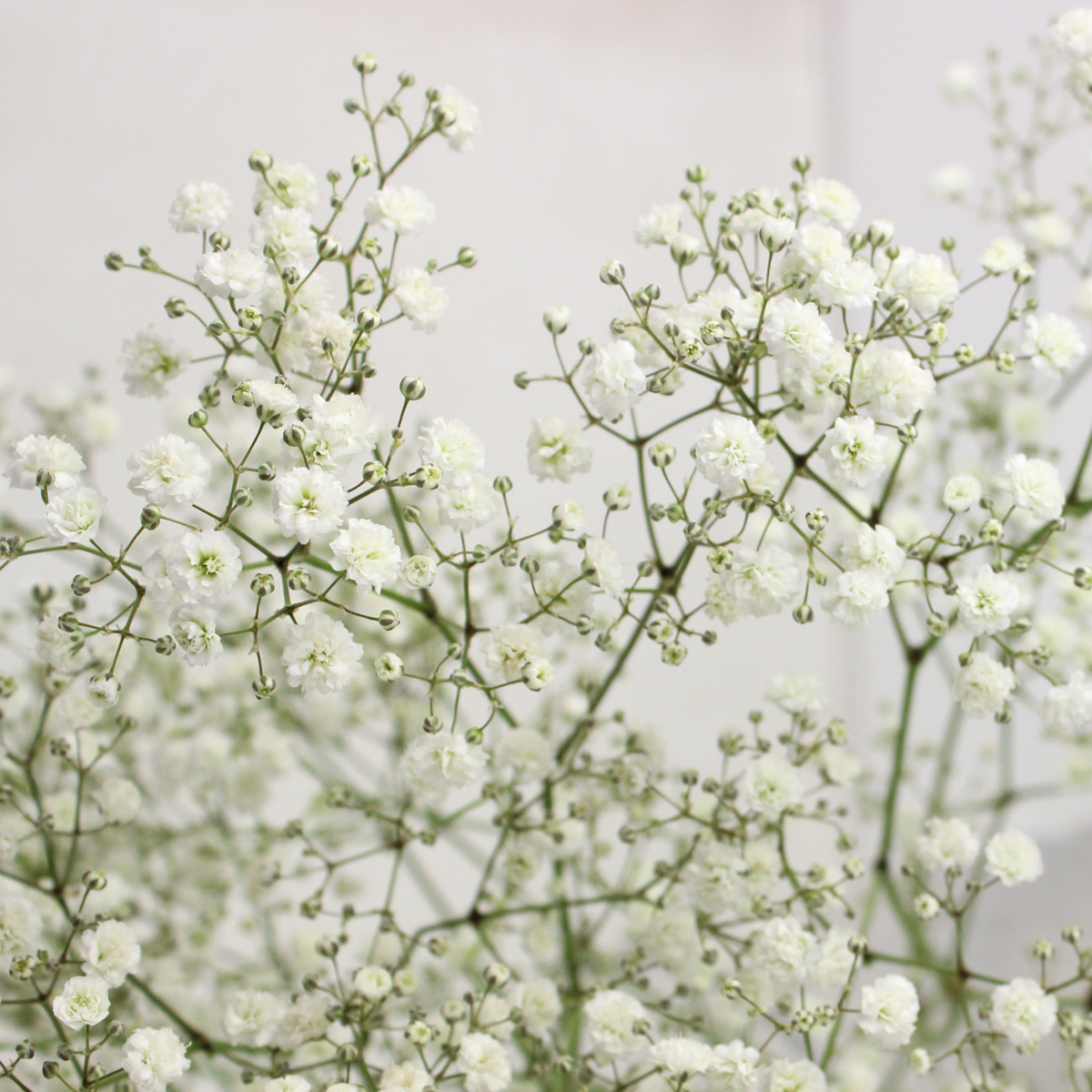 生花】カスミ草 エクセレンス(白)輸入60cm ※50本単位 【FJ】 - 花材