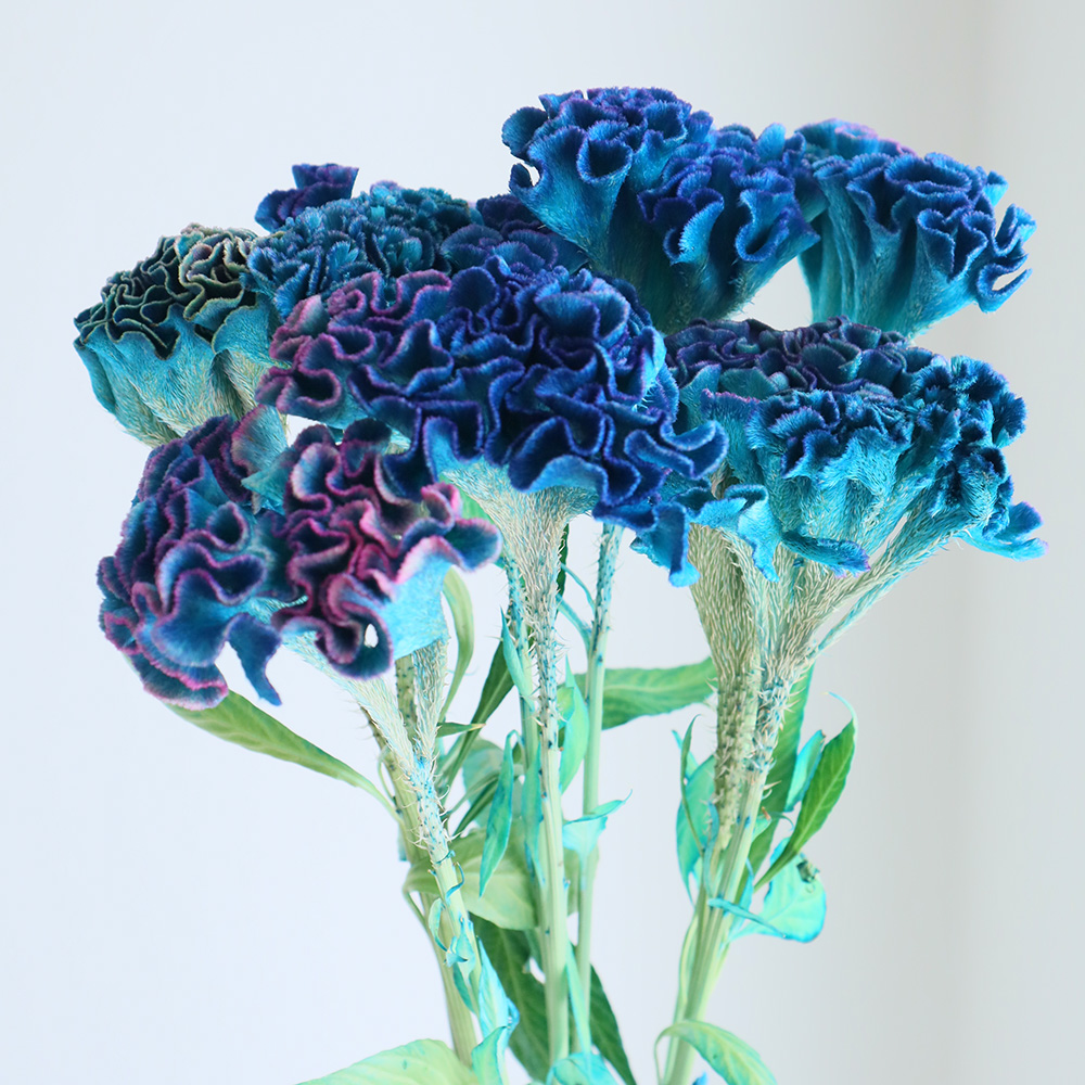 直前!/】石化ケイトウ 染パープル 山中さん 【生花】 - 花材通販はなど