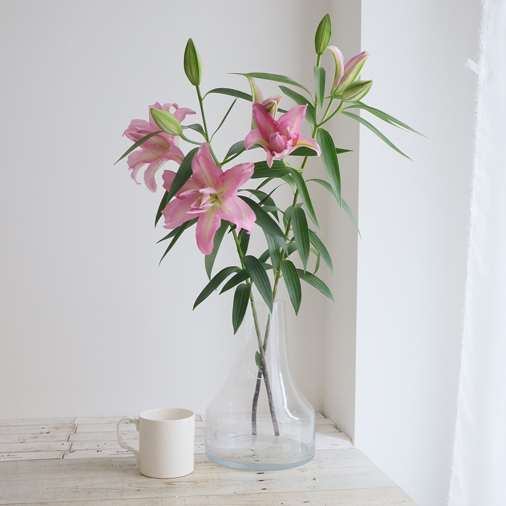 生花】オリエンタルユリ ジセラ(八重ピンク) 90cm3-4輪 FFヒライデ【OT