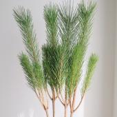 生花/即納】◇若松 2等 - 花材通販はなどんやアソシエ