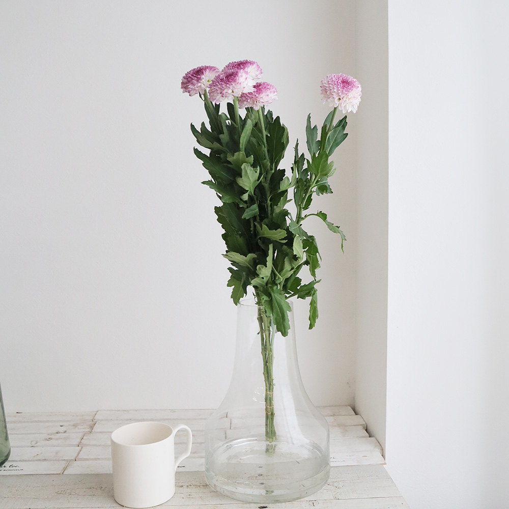 直前!】ピンポンマム(ピンク系)ブルノ、アビーなど JFDマム【生花