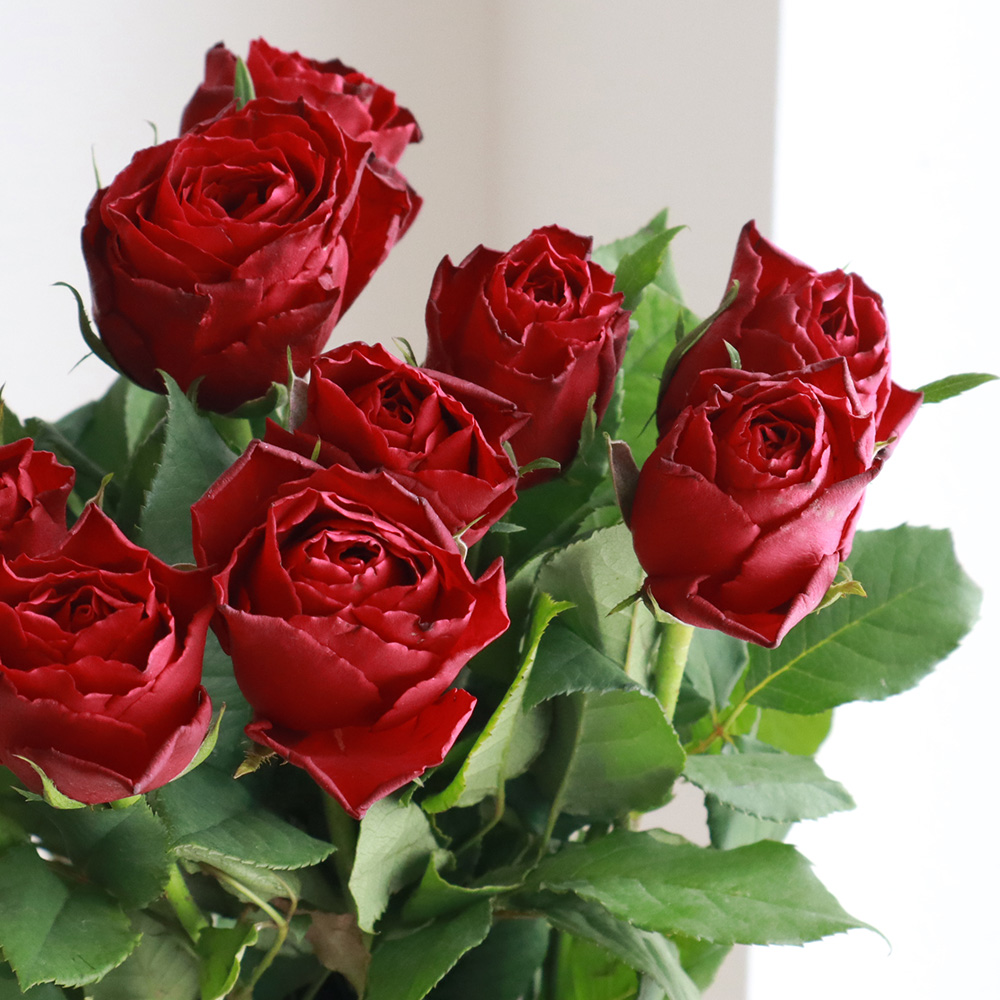 直前!!】ケニアローズ 赤 50cm(レッドカリプソ、マダムレッドなど