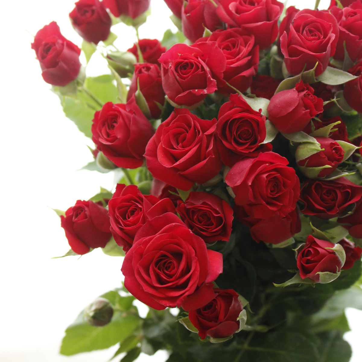 生花】SPバラおまかせ(赤)レディラブ、ミラベルなど ※届日限定:※届日