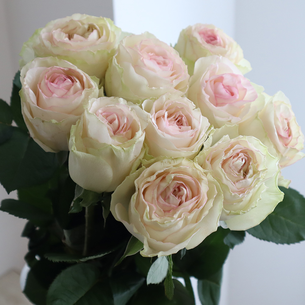 直前!】バラ ドルチェヴィータ+(白×ふちどりピンク)4-50cm程度 - 花材