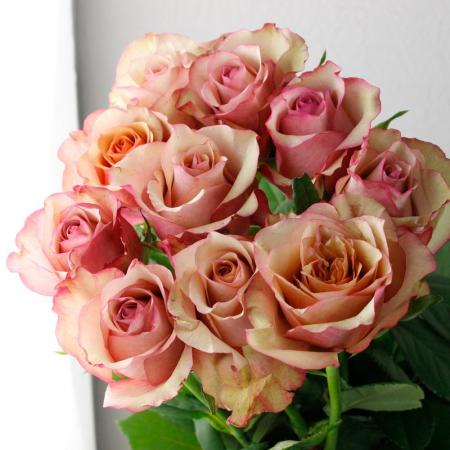 後藤ばら園の「バラ｜生花・切り花」通販 - 花材通販はなどんやアソシエ