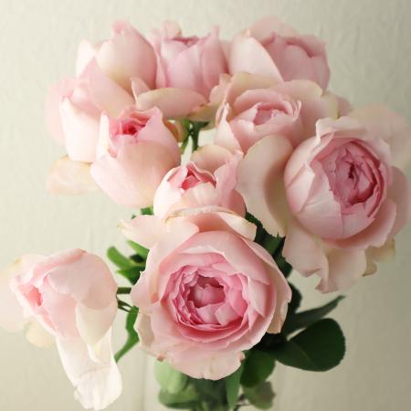 08直前SE】バラ サシェスジェ 50cm(ライトピンク)増田バラ園【生花