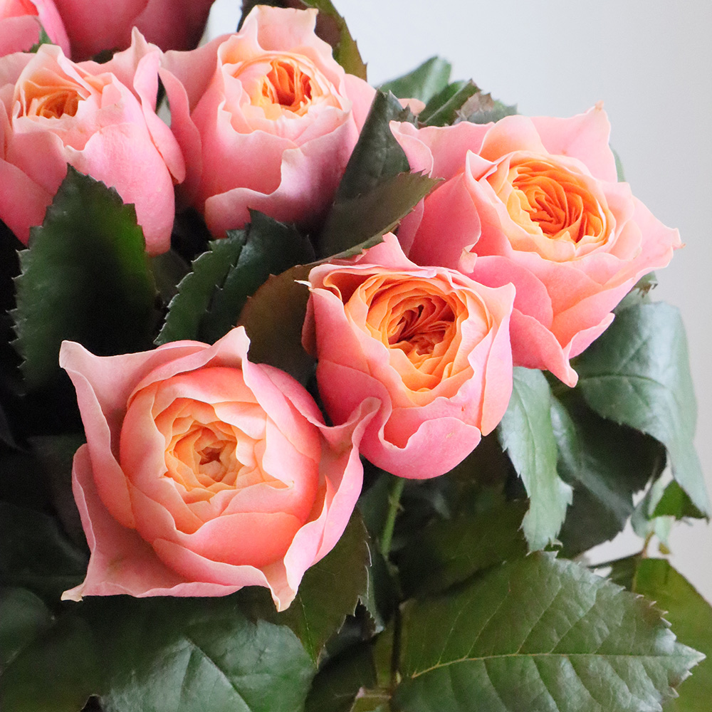 直前!】バラ コーラルハート(ピンキーオレンジ) - 花材通販はなどんや