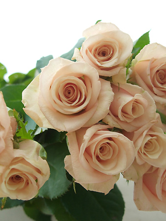 08直前!!】バラ サハラ(クリームピンク系) 50cm【生花】 - 花材通販は