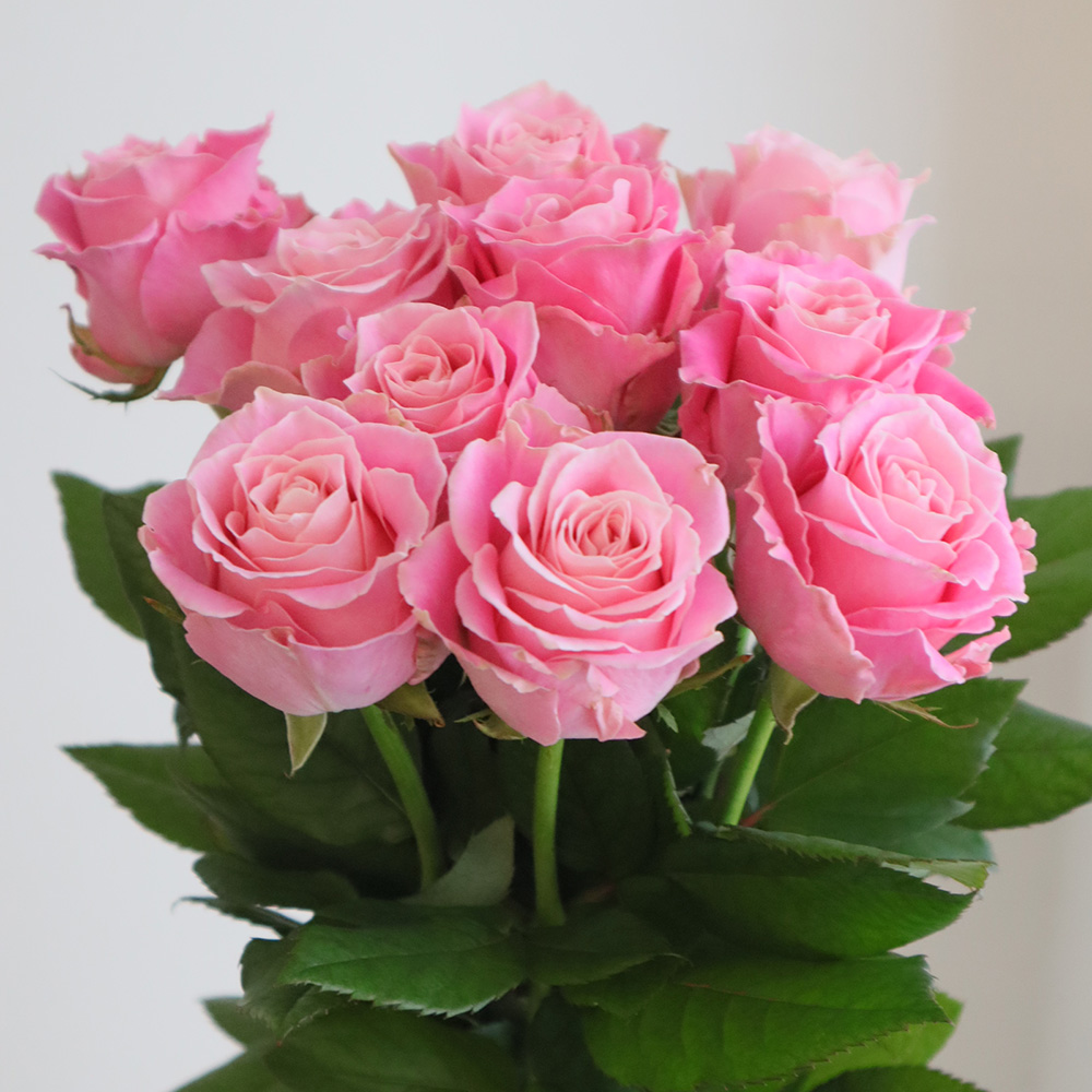 生花】バラ アーリエス+(ピンク系)金田バラ園【OT】 - 花材通販はなど