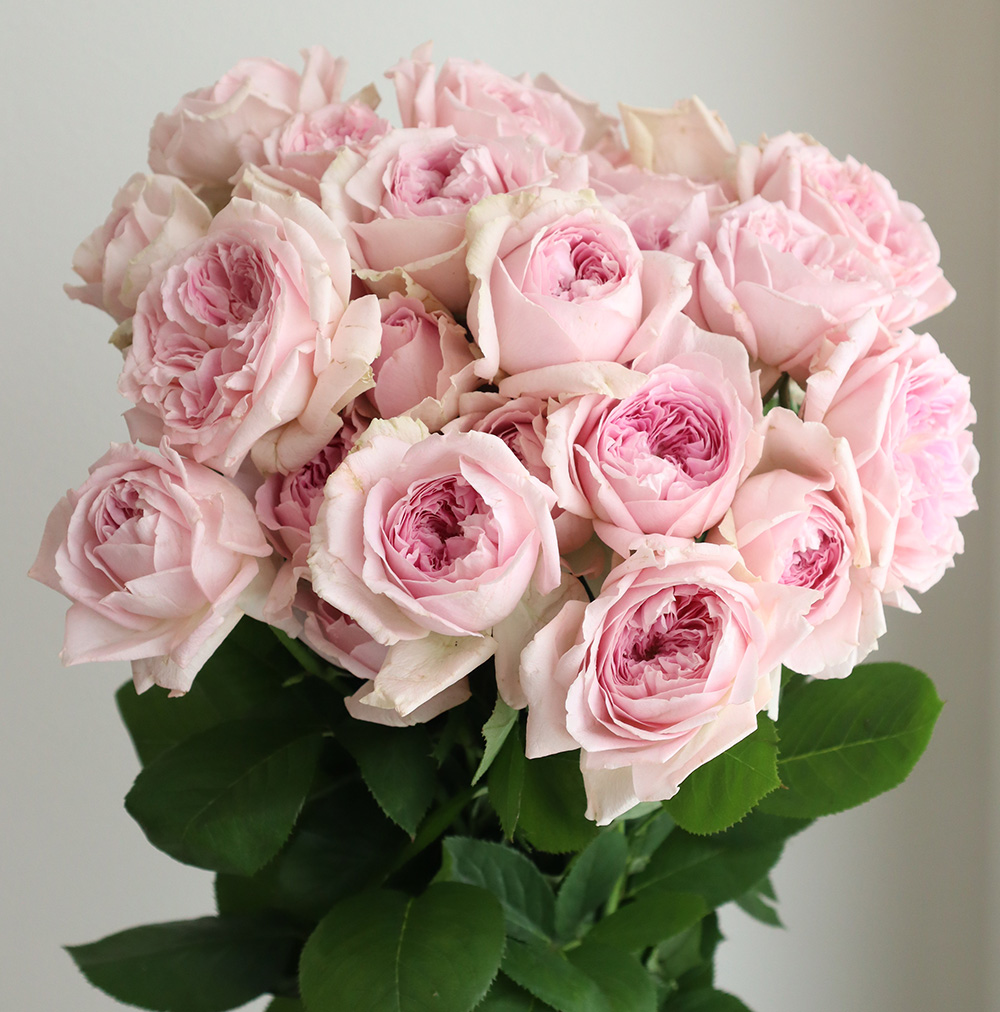 08直前SE】レア!バラ メアリーレノックス 50センチ 神生バラ園【生花