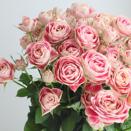 バラ(薔薇)|生花・切り花 通販 - はなどんやアソシエ