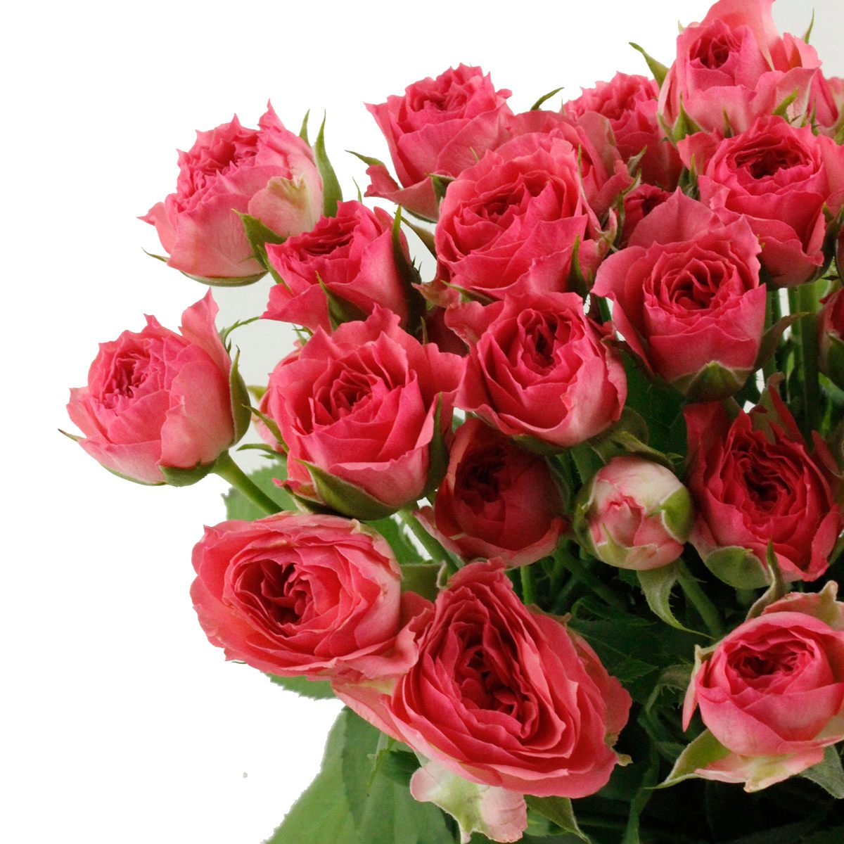 直前!!】SPバラ ローラ(コーラルピンク)【OT】【生花】 - 花材通販は