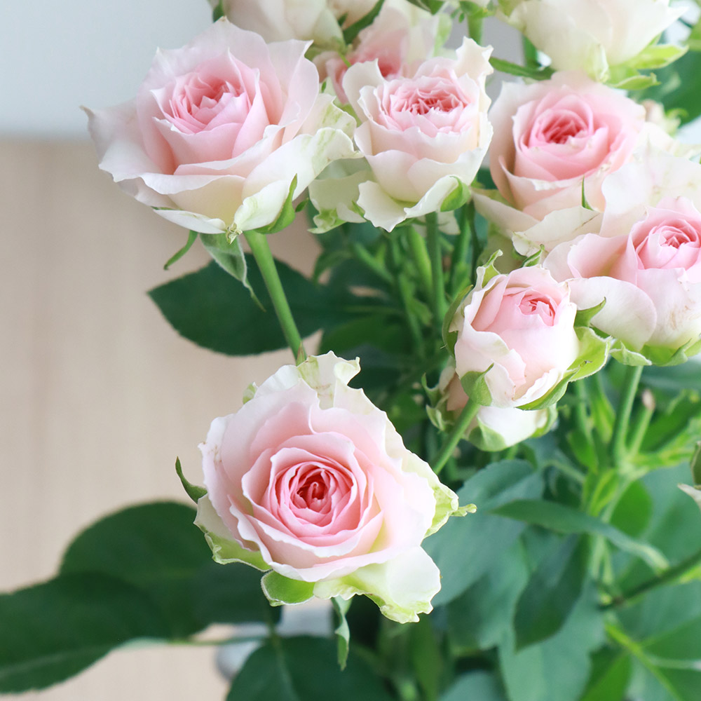 生花】SPバラ ファンシーローラ(淡いピンク)【OT】 - 花材通販はなどん