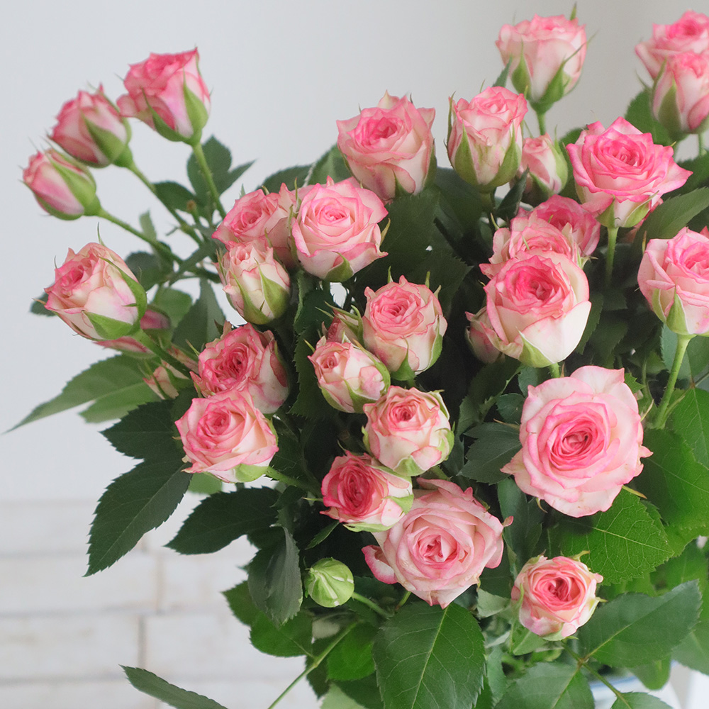 生花】SPバラ ピンクワルツ(ピンク複色)40CM 金田バラ園【OT】 - 花材