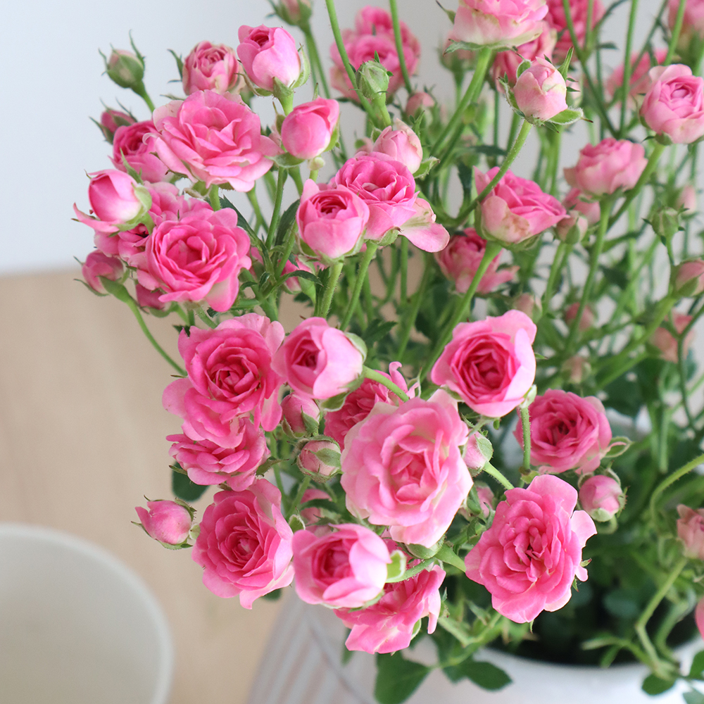 直前!!】SPバラ リトルウッズ(極小輪ピンク)20〜30cm前後 - 花材通販は