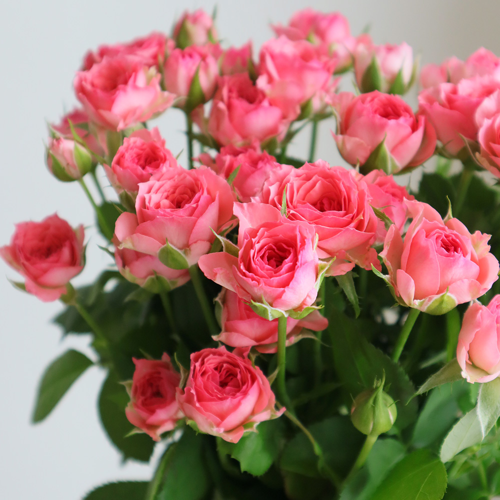 直前!!】SPバラ ローラ(コーラルピンク)【OT】【生花】 - 花材通販は