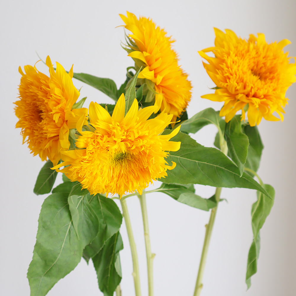 直前】ヒマワリ 東北八重 秀90cm【OR-5】 - 花材通販はなどんやアソシエ