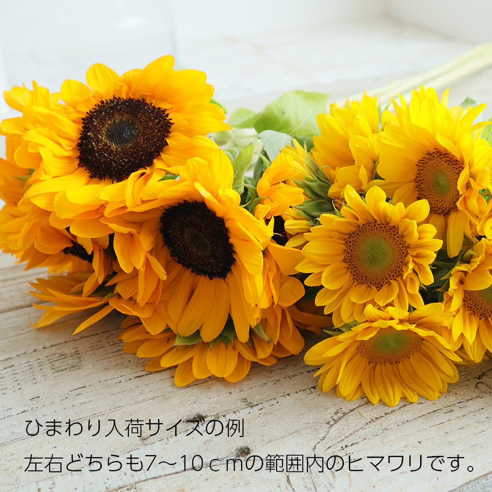 生花】ヒマワリ オレンジ芯黒(φ約7〜10cm程度)【OT】 - 花材通販はなど