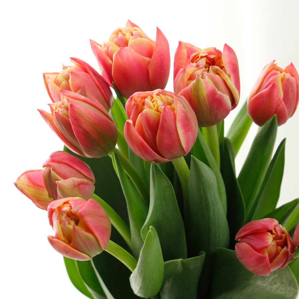 直前!】チューリップ コロンブス(八重・赤白複色) - 花材通販はなどん