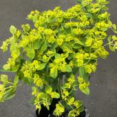 Hotsale】スカビオサ チェリーバニラ 50cm - 花材通販はなどんやアソシエ