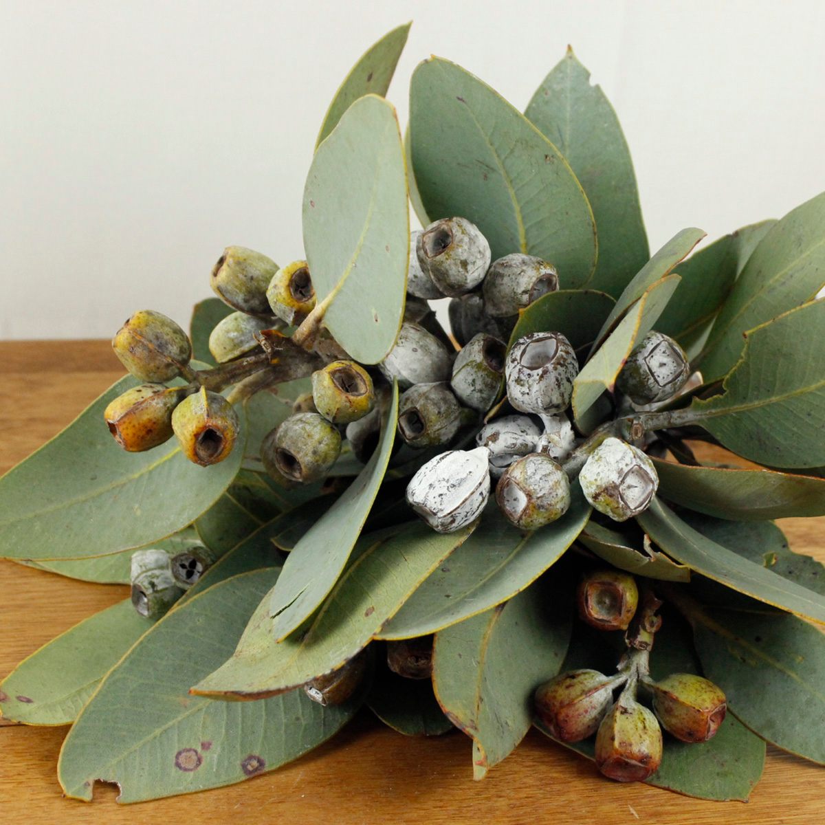 生花】ユーカリ テトラゴナナッツ スプレー 30cm 【OTOT】 【早締切-74