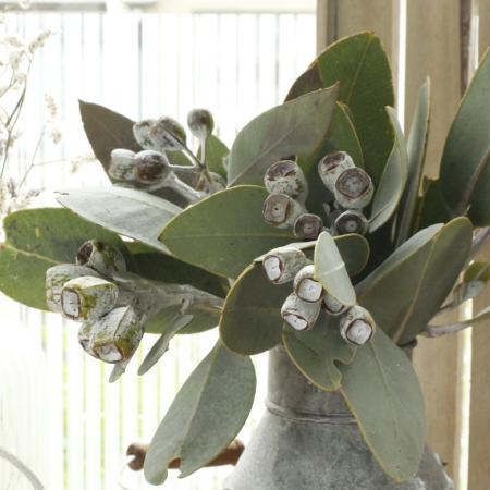 直前!】【生花】ユーカリ テトラゴナナッツ(25cm程度) - 花材通販は