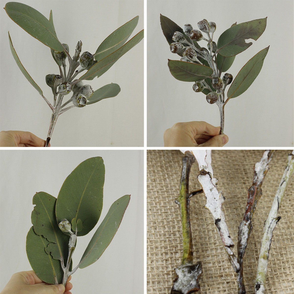 生花】ユーカリ テトラゴナナッツ(30cm程度)オーストラリア産 早締切