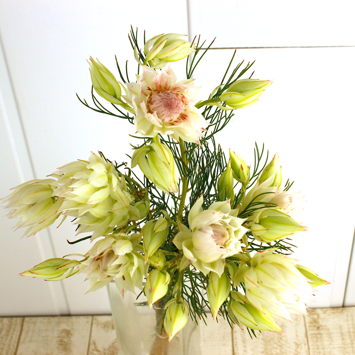 生花】セルリア ブラッシングブライド ホワイト 2輪〜40cm 【OR-83