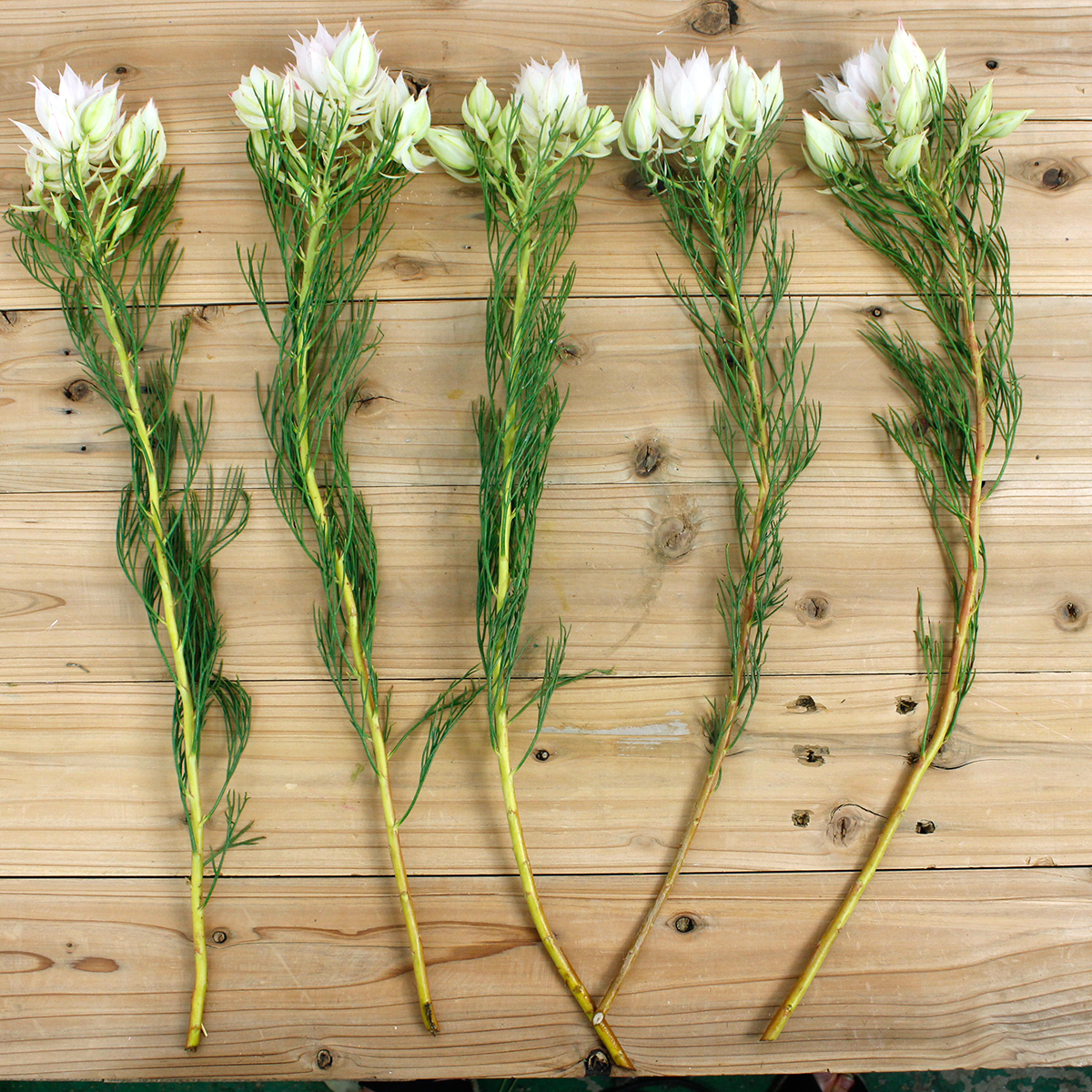 生花】セルリア ブラッシングブライド ホワイト 2輪〜40cm 【OR-83