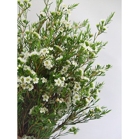 直前】【生花】ワックスフラワー ルルダブルホワイト(八重)::※入荷少