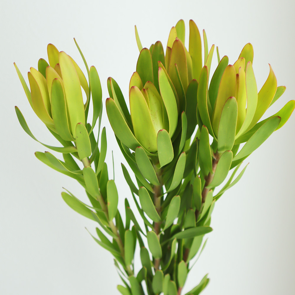 直前!】リューカデンドロ ディスカラーなど1本タイプ 60cm程度