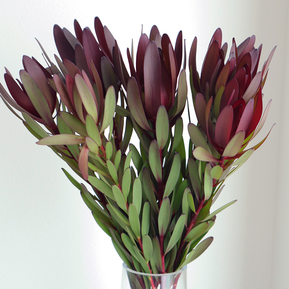 生花】リューカデンドロ 1輪咲きサファリサンセット(赤大輪)60cm程度