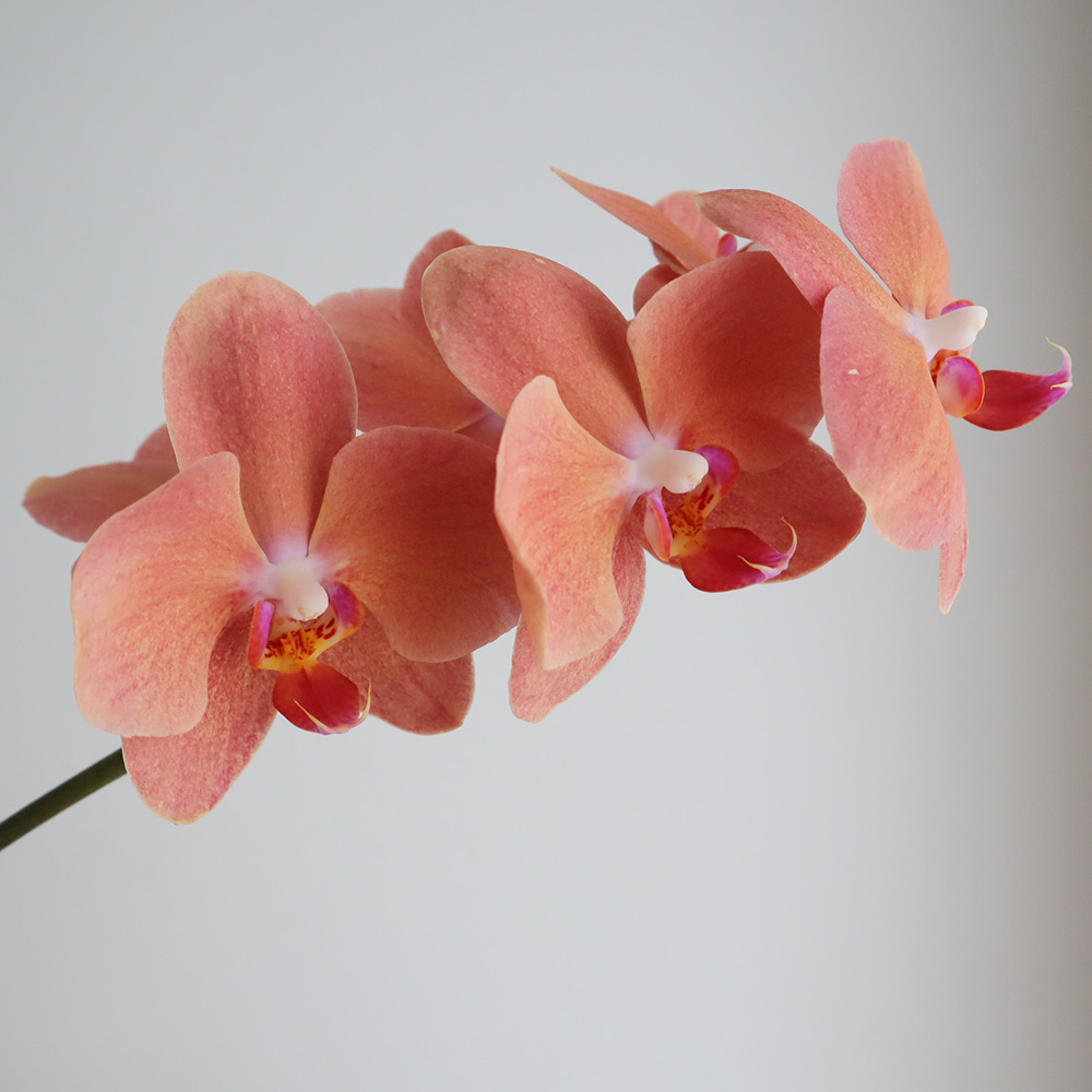 生花】ミディ胡蝶蘭 Gオレンジガール(約5輪) 加藤洋ラン園【IT-21