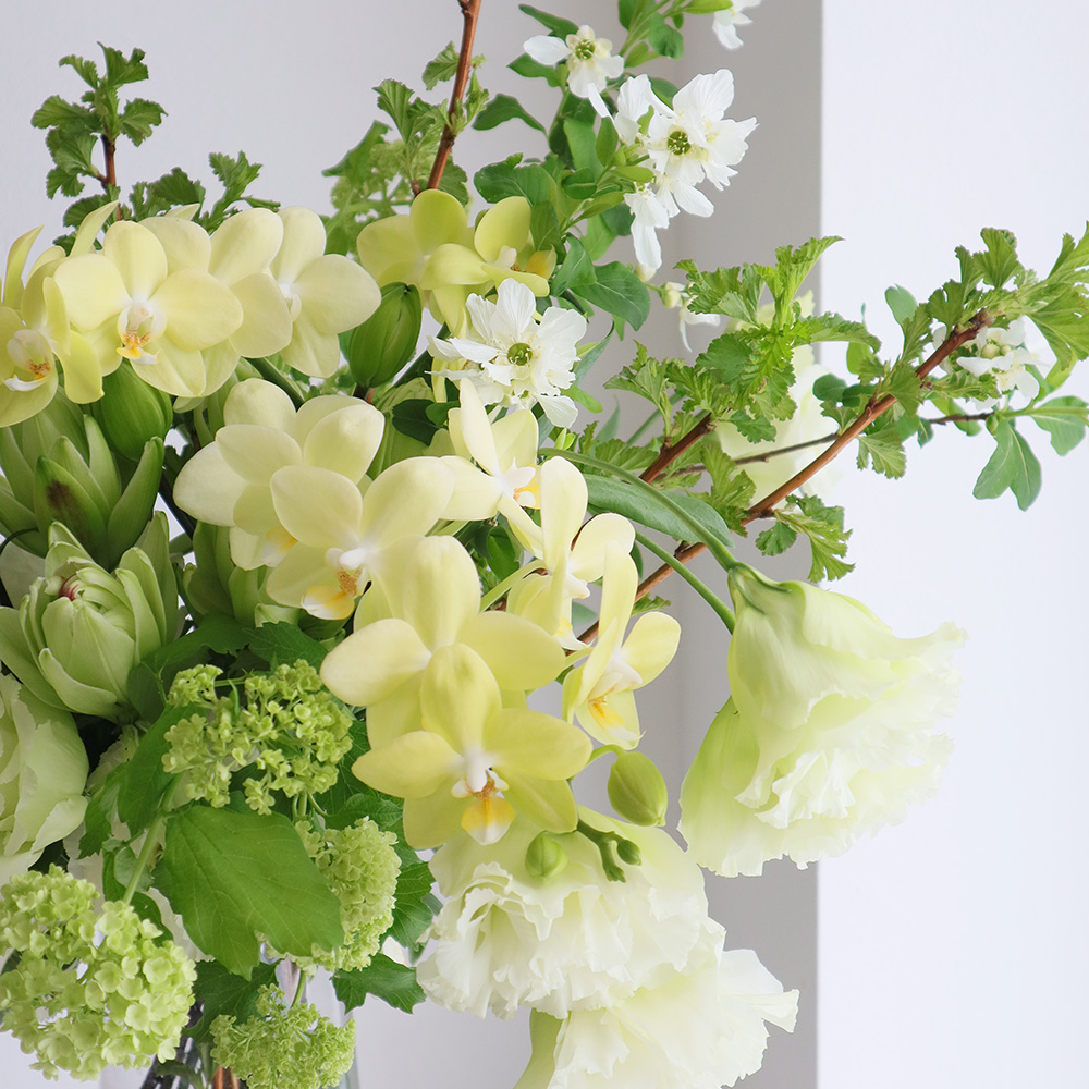 生花】ミディ胡蝶蘭 リトルグリーン(黄緑)約5輪 加藤洋ラン園【IT-21