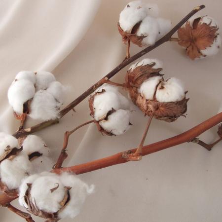 ドライ】J・flow/コットンフラワー(白)8ヘッド付【W】 - 花材通販は