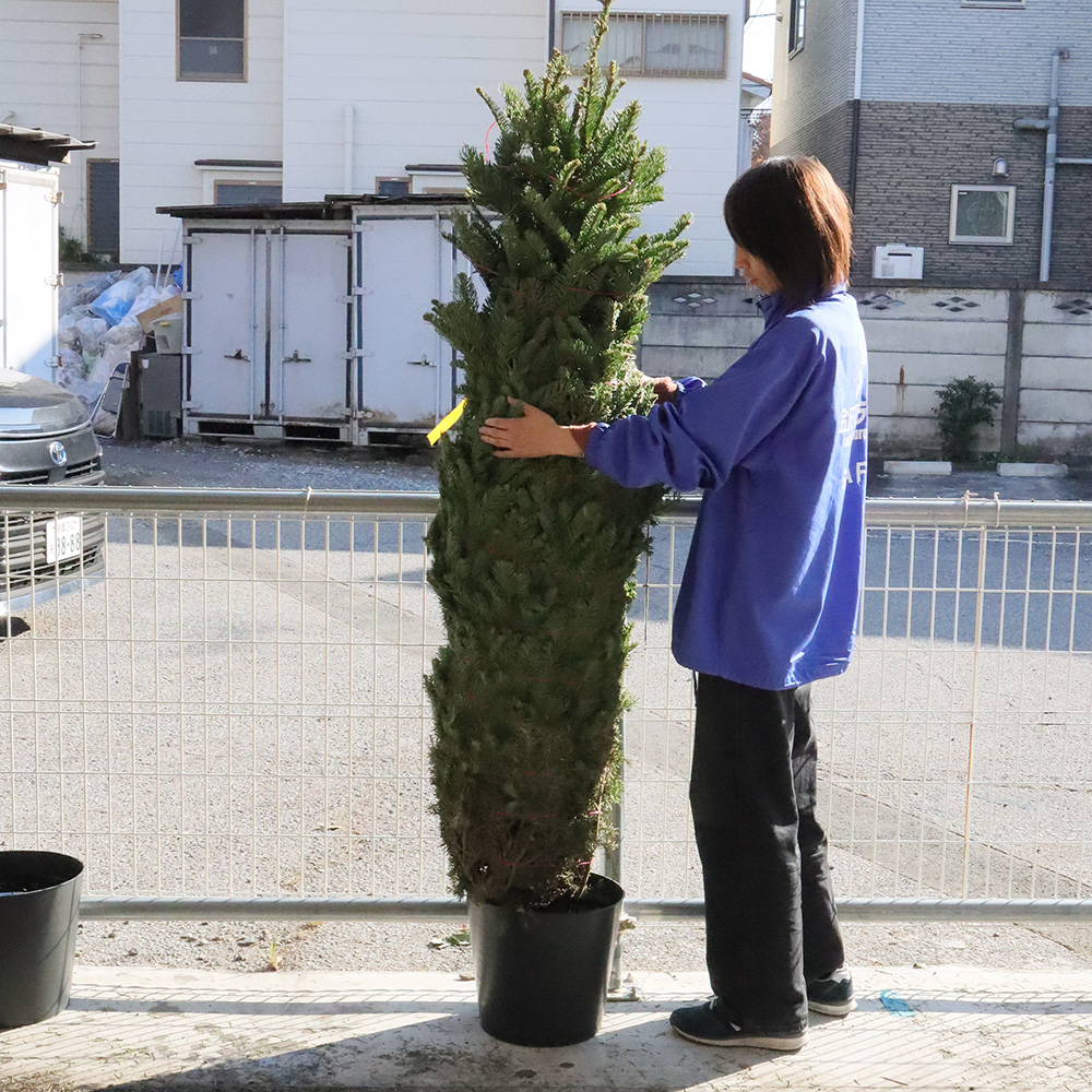 生花】本物のモミの木 クリスマスツリー(6-7feet)※宅急便不可。配達日