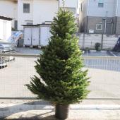 生花】本物のモミの木 クリスマスツリー(6-7feet)※宅急便不可。配達日