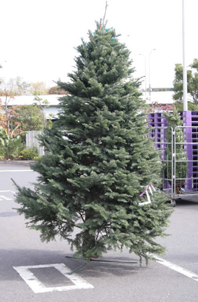 生花ご予約】本物のモミの木 クリスマスツリー(4-5feet)※宅急便不可