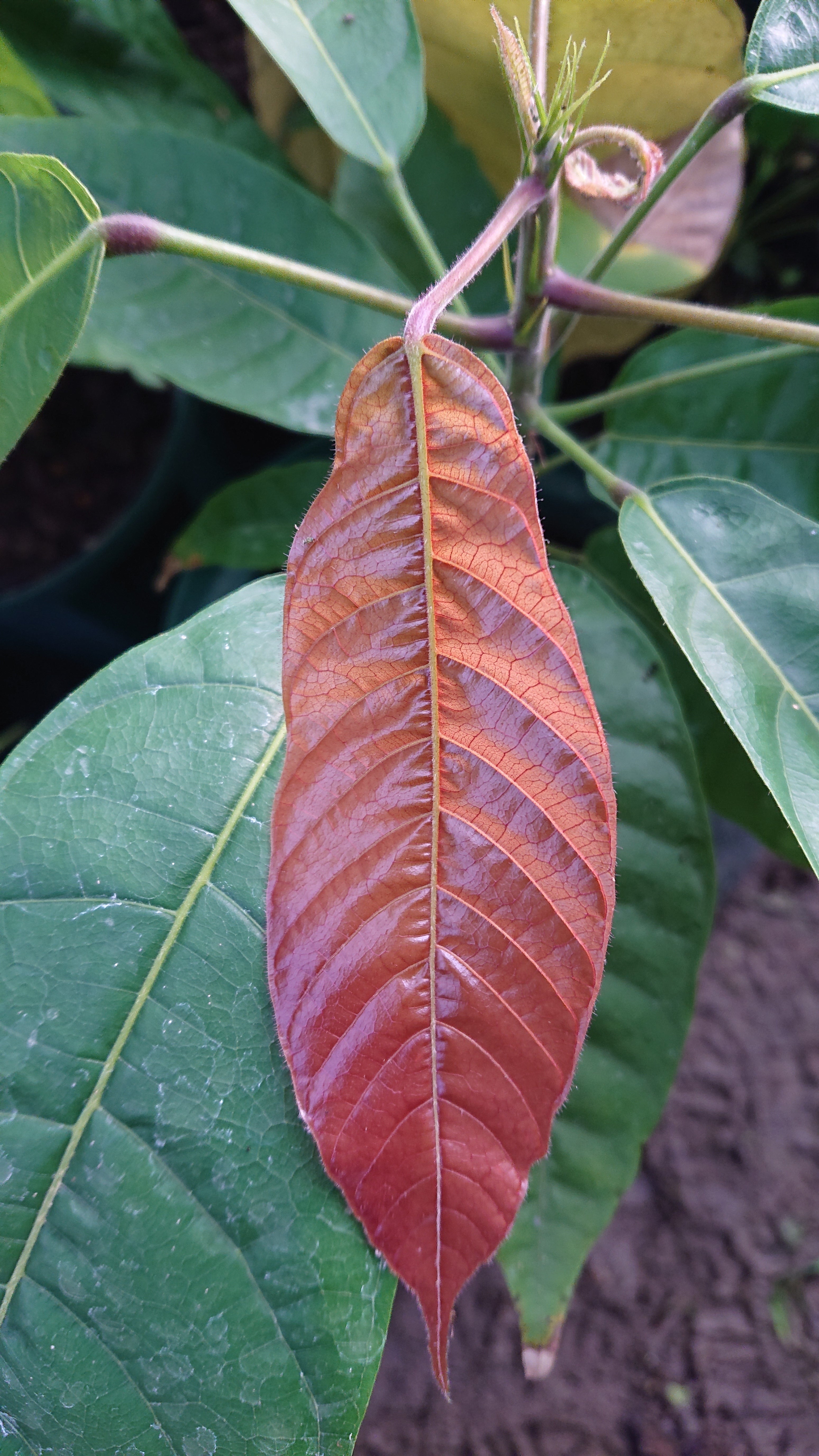 カカオ苗の新芽の美しさ～ナイトカカオの魅力～ - CAMPFIRE (キャンプ