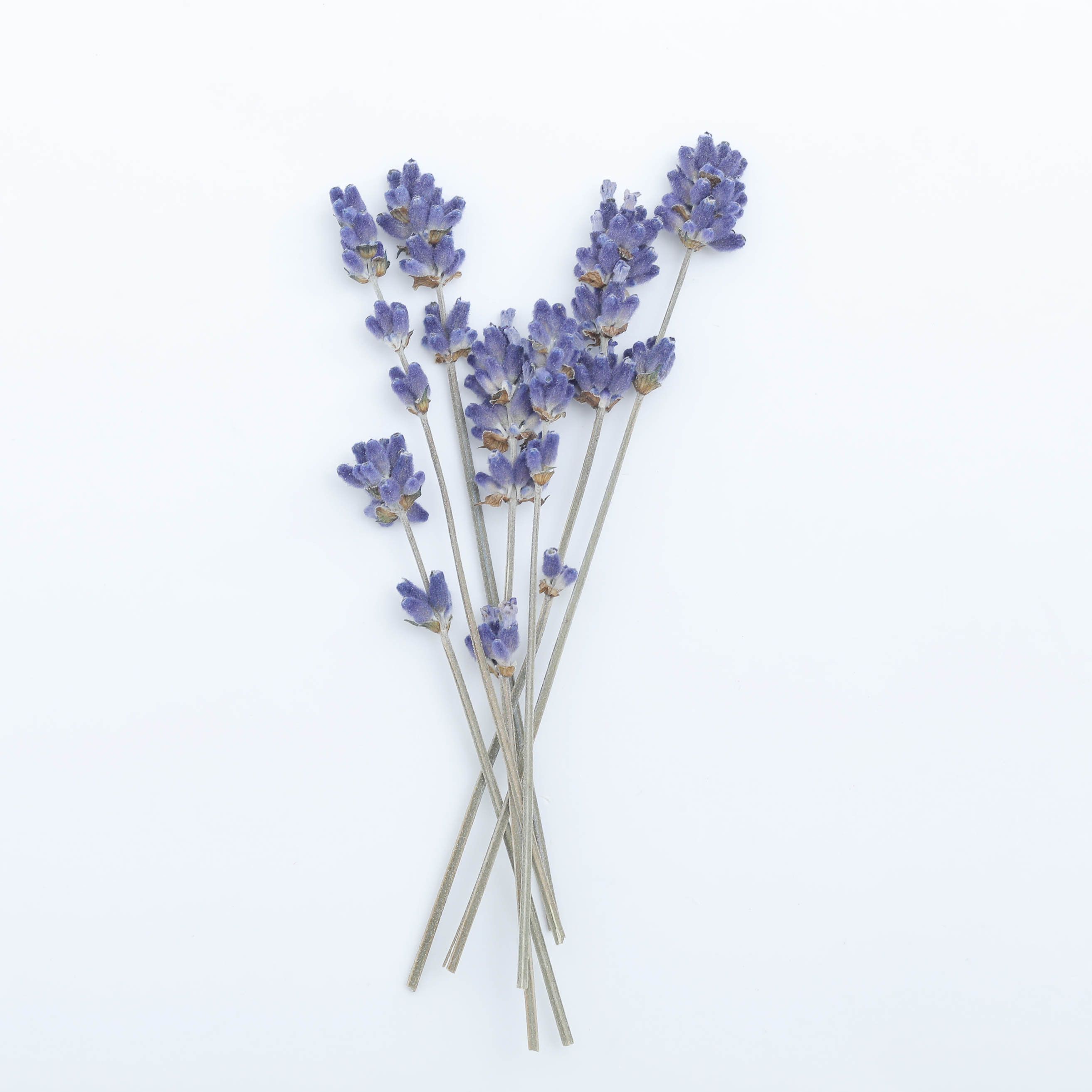 小分け】ラベンダー ドライフラワー 大地農園 | クロッチャショップ