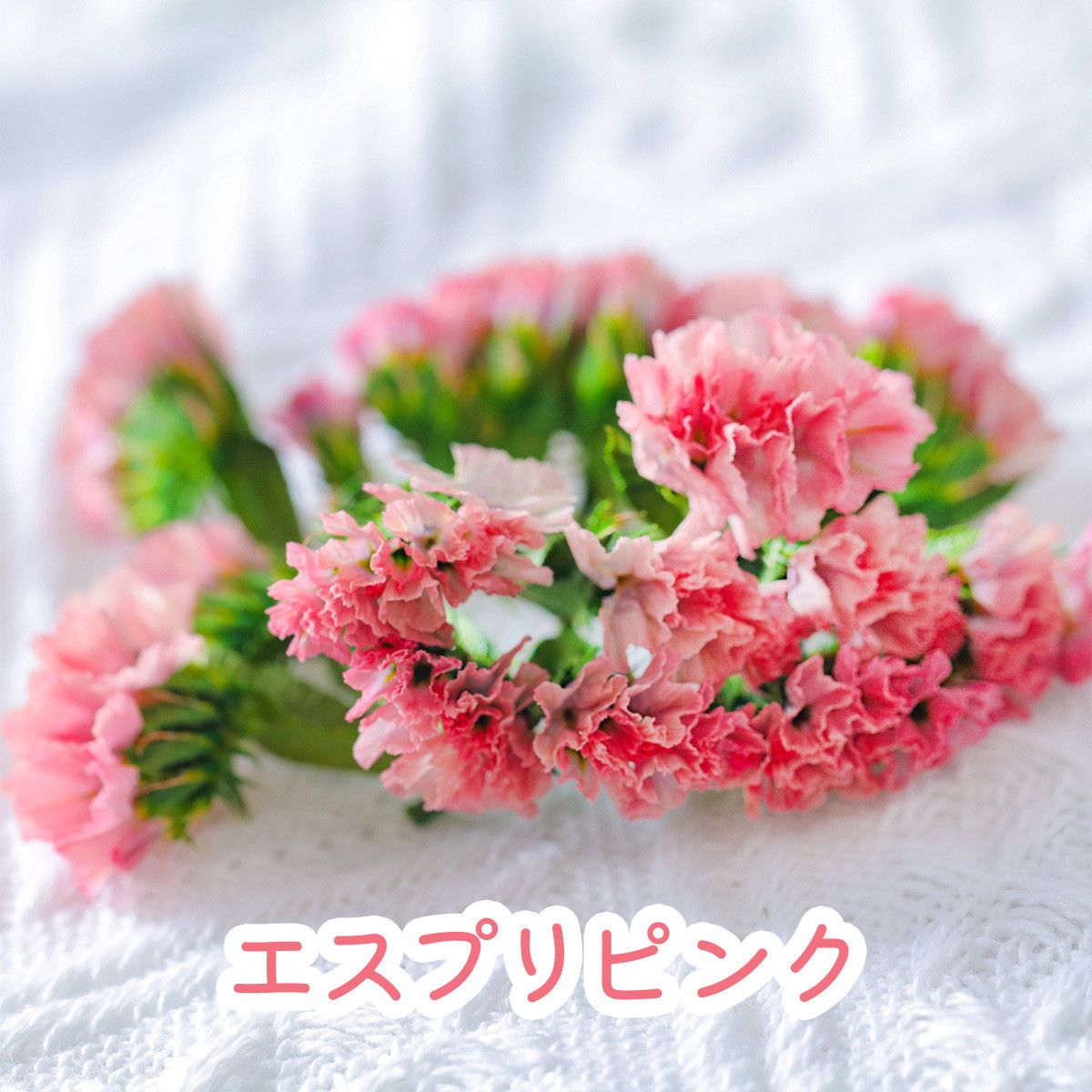 小分け】ソフトスターチス 新色ピンク プリザーブドフラワー ドライ