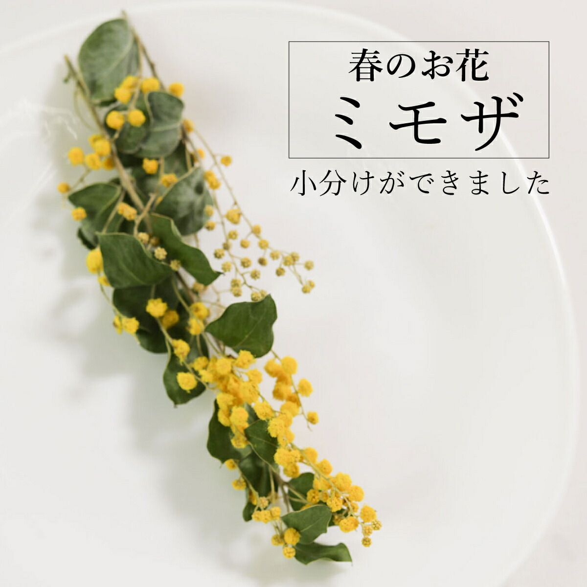 小分け 】 ドライフラワー ミモザ デニスボーデン 大地農園 | ク