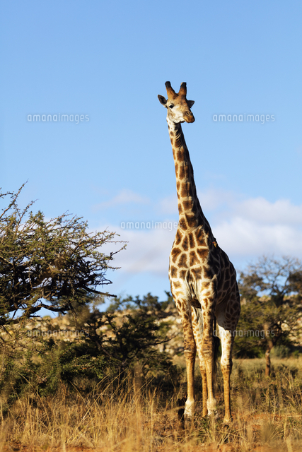 South Africa, Kwazulu-Natal, Ithala Game Reserve, giraffe
